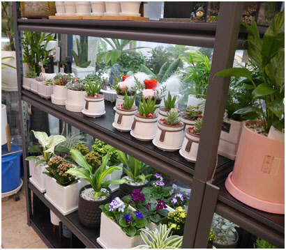 풍납시장 '꽃단지'에서 판매하는 다육이. 한국간편결제진흥원 제공